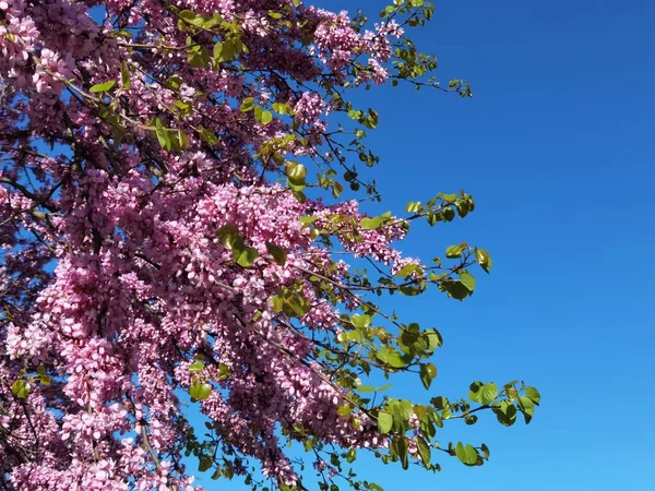 Brotes Rojos Con Flores Rosadas Temporada Primavera Pascua Ciudad Ioannina —  Fotos de Stock
