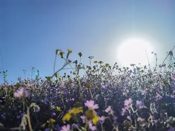 Grass Leaves Green Lawn Spikes Meadow Wild Flowers Blue Sky — Stock Photo, Image