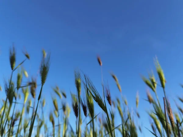 Трава Листя Зеленого Газону Шипи Лугові Дикі Квіти Блакитне Небо — стокове фото
