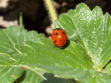 ledybug love bug cowslip on green leaf of strawberry in spring