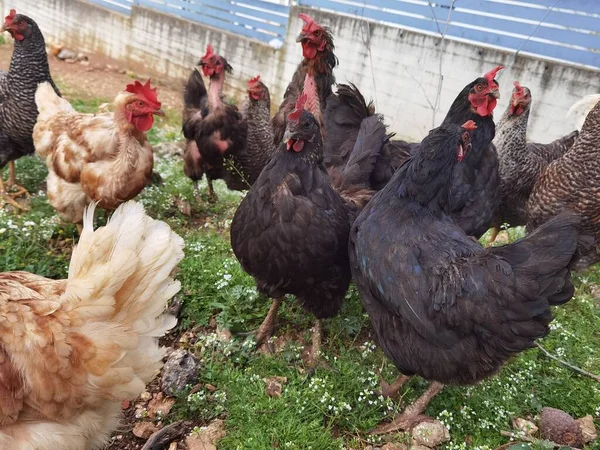 Tavuklar evlerin yanındaki köyün yakınındaki yeşil çayır tavukları.