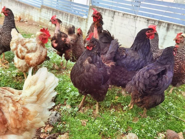 Hühner Freilandhühner Wiese Grünes Gras Dorfnähe Neben Wohnhäusern — Stockfoto