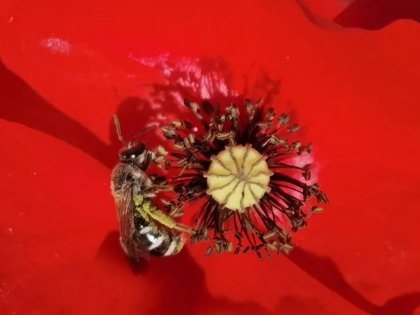 Bee Red Poppy Stamens Spring — Stock fotografie