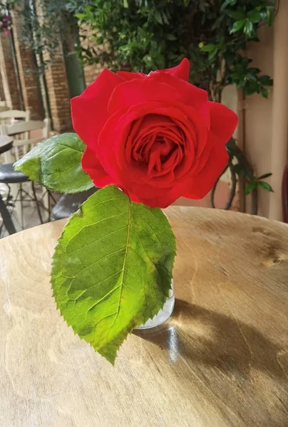 Flowers Red Roses Tables Pots Preveza City Alleys Greece —  Fotos de Stock