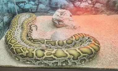 boa snake head  close up details  colors 