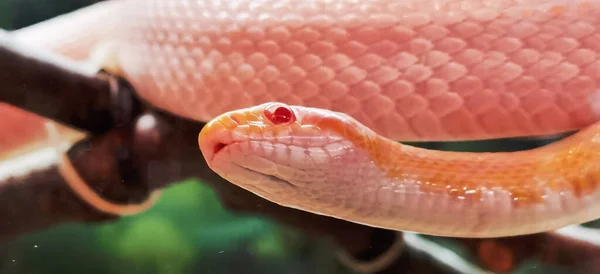 Snake Alfik Pink Head Eyes Looking Juggle Forest — Zdjęcie stockowe