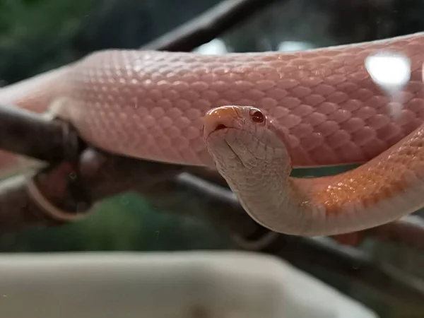 Snake Alfik Pink Head Eyes Looking Juggle Forest — Stockfoto