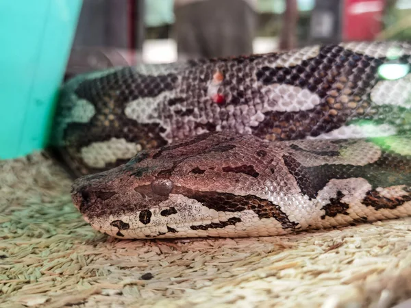 Boa Snake Head Close Details Colors — Fotografia de Stock