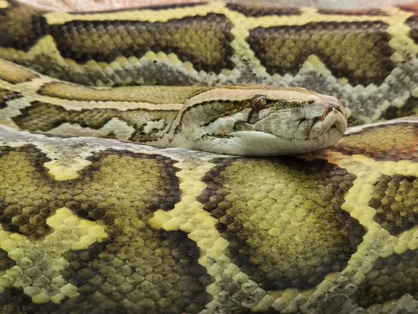 Boa Tête Serpent Gros Plan Détails Couleurs — Photo
