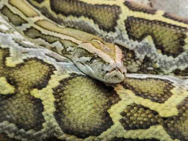 Boa Snake Head Close Details Colors — Zdjęcie stockowe