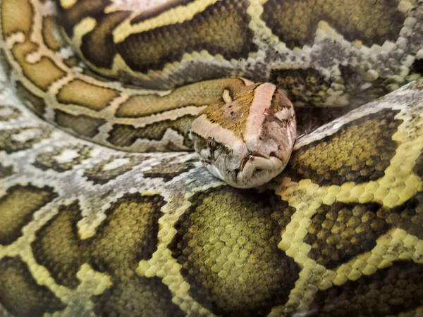 Boa Snake Head Close Details Colors — стоковое фото