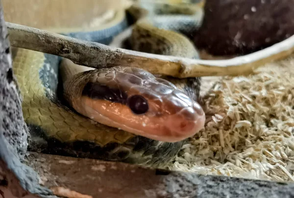 Boa Snake Head Close Details Colors — стоковое фото