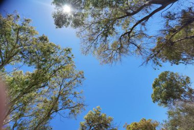 Yaz tatilinde, Preveza Monolithi 'deki plaj ağaçlarında güneş tamariskleri.