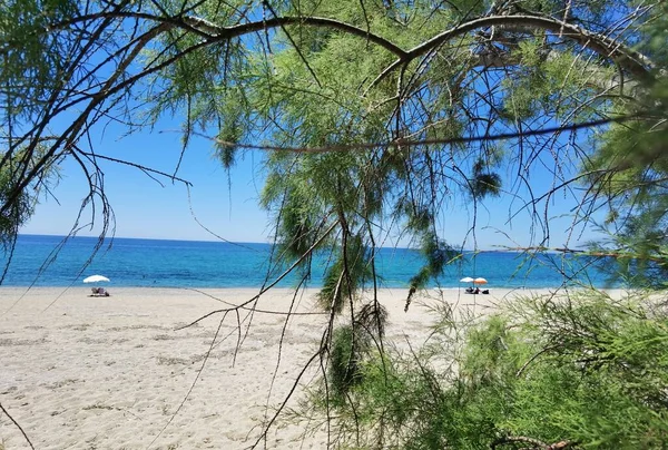 Beach Trees Sun Tamarisks Preveza Monolithi Beach Greece Καλοκαιρινές Διακοπές — Φωτογραφία Αρχείου