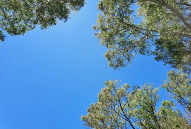 Yaz tatilinde, Preveza Monolithi 'deki plaj ağaçlarında güneş tamariskleri.