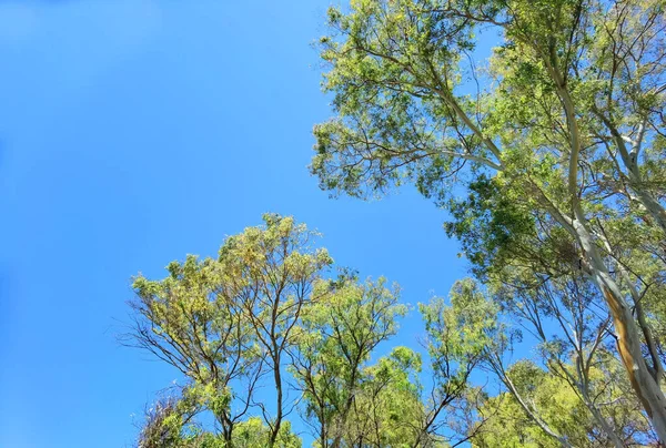 Пляжні Дерева Сонячні Тамари Презе Моноліті Пляжна Греція Літній Відпустці — стокове фото