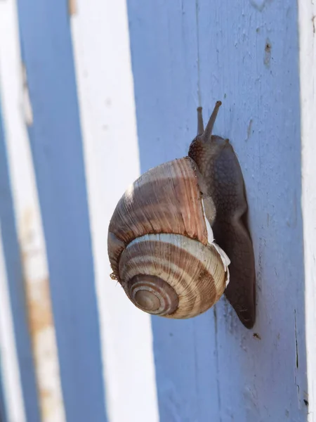 Caracol Casca Vertical Madeira Fench Hélice Fechar — Fotografia de Stock