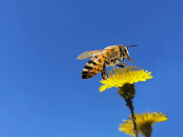 Méh Gyűjtése Méz Sárga Virág Tavaszi Szezonban Elszigetelt Kék Napsütéses — Stock Fotó