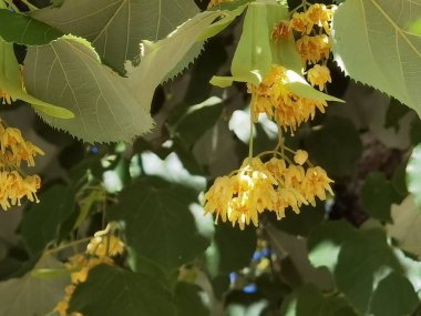 İlkbahar mevsiminde çay için uygun linden tilia europea ağaçları