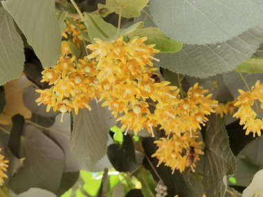 İlkbahar mevsiminde çay için uygun linden tilia europea ağaçları