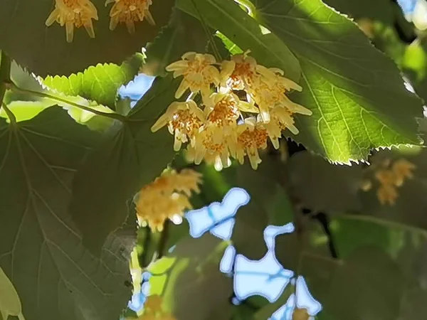 Linden Tilia Europea Árvores Flores Adequadas Para Chá Estação Primavera — Fotografia de Stock
