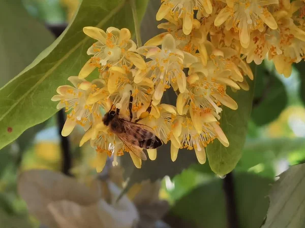 Linden Tilia Europea Flowers Suitable Tea Spring Season — стоковое фото
