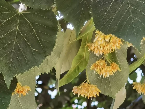 Linden Tilia Europea Flowers Suitable Tea Spring Season — стоковое фото