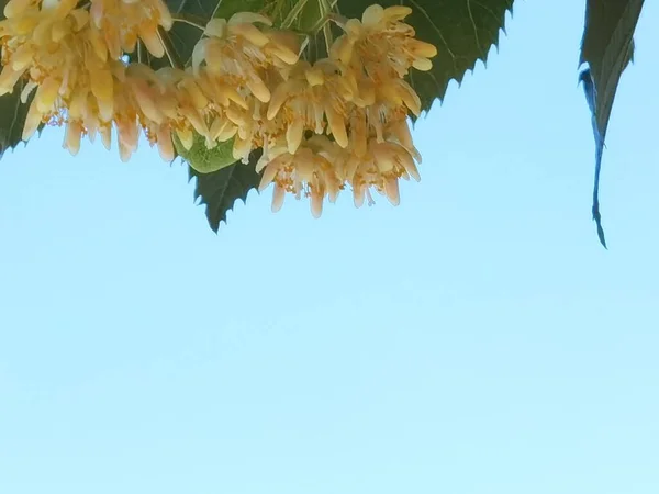 Липова Тилія Дерева Квіти Придатні Чаю Навесні — стокове фото