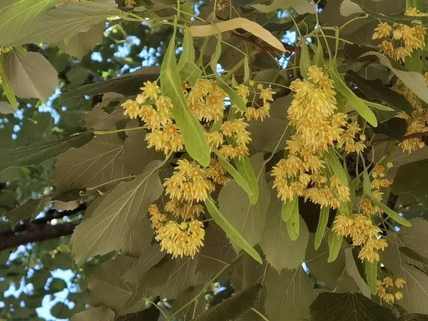 Linden Tilia Europea Flowers Suitable Tea Spring Season — стоковое фото