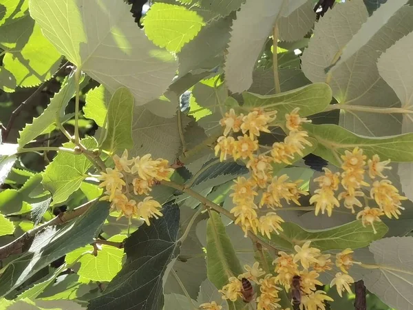 Tilleul Tilia Europea Arbres Fleurs Adaptées Thé Printemps — Photo