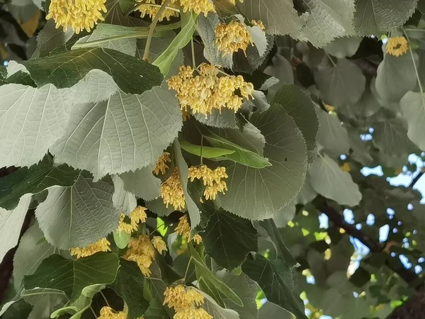 Linden Tilia Europea Flowers Suitable Tea Spring Season — стоковое фото