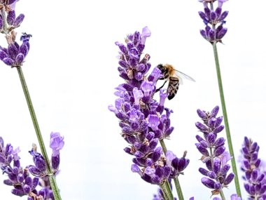 Beyaz arkaplanda yalıtılmış lavanta çiçekleri bal topluyor