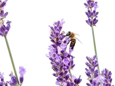 Beyaz arkaplanda yalıtılmış lavanta çiçekleri bal topluyor