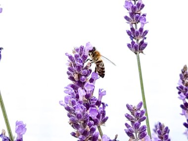 Beyaz arkaplanda yalıtılmış lavanta çiçekleri bal topluyor