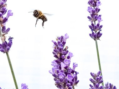 Beyaz arkaplanda yalıtılmış lavanta çiçekleri bal topluyor