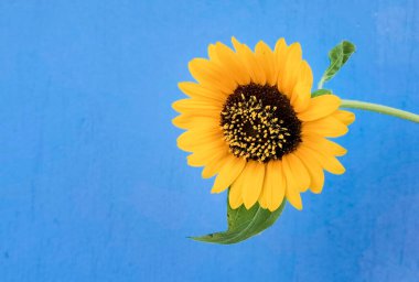 çiçekli polen ve arkaplan için yeşil yapraklar