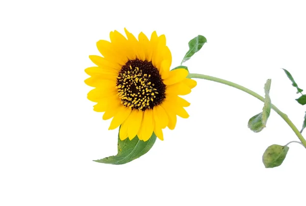 Kwiat Słonecznik Islated Pyłek Zielone Liście Tle — Zdjęcie stockowe