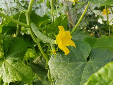 Yaz mevsiminde bahçede çiçek yaprakları olan taze salatalıklar.