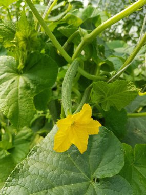 Yaz mevsiminde bahçede çiçek yaprakları olan taze salatalıklar.