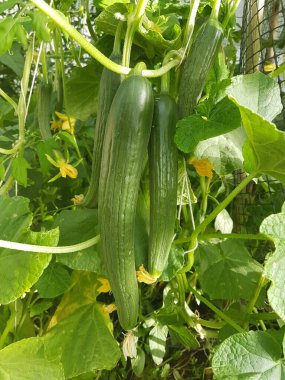 Yaz mevsiminde bahçede çiçek yaprakları olan taze salatalıklar.