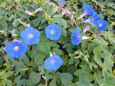 Çiçek konisi mavi ipomoea Yunanca yazları deniz kenarında
