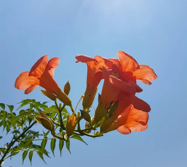 bignonia grandiflora orange cone flower on blue sky isolated in summer for background