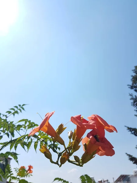Bignonia Grandiflora Narancs Kúp Virág Kék Elszigetelt Nyáron Háttér — Stock Fotó