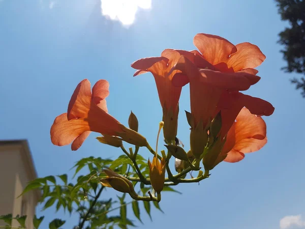 bignonia grandiflora orange cone flower on blue sky isolated in summer for background
