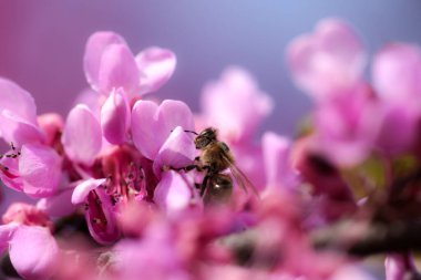 Pembe kırmızı tomurcuk ağaçlarındaki arılar toplanmış ballı makrolar. 