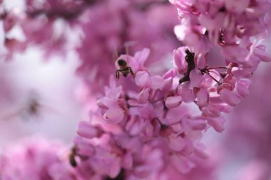 Pembe kırmızı tomurcuk ağaçlarındaki arılar toplanmış ballı makrolar. 