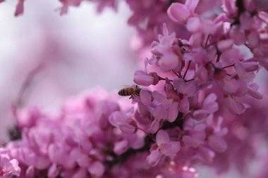 Pembe kırmızı tomurcuk ağaçlarındaki arılar toplanmış ballı makrolar. 