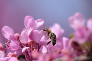 Pembe kırmızı tomurcuk ağaçlarındaki arılar toplanmış ballı makrolar. 
