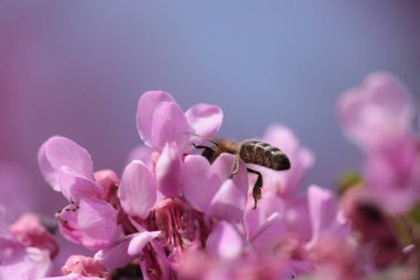 Pembe kırmızı tomurcuk ağaçlarındaki arılar toplanmış ballı makrolar. 