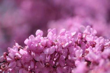 Pembe kırmızı tomurcuk ağaçlarındaki arılar toplanmış ballı makrolar. 